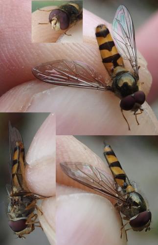 Réf. 232 451 : Meliscaeva auricollis